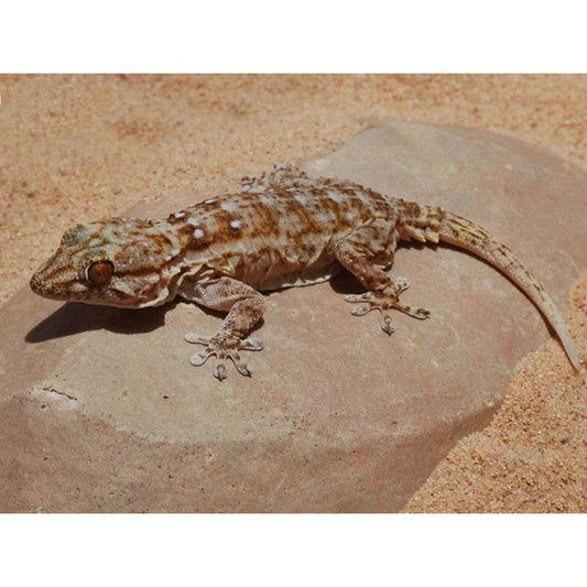 Tarentola annularis (White-spotted Wall Gecko)