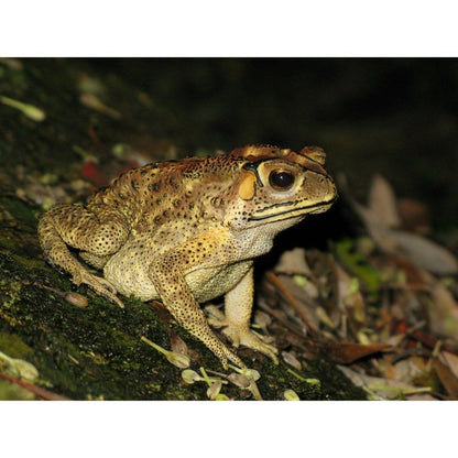 Bufo melanosticus (Asian Common Toad)