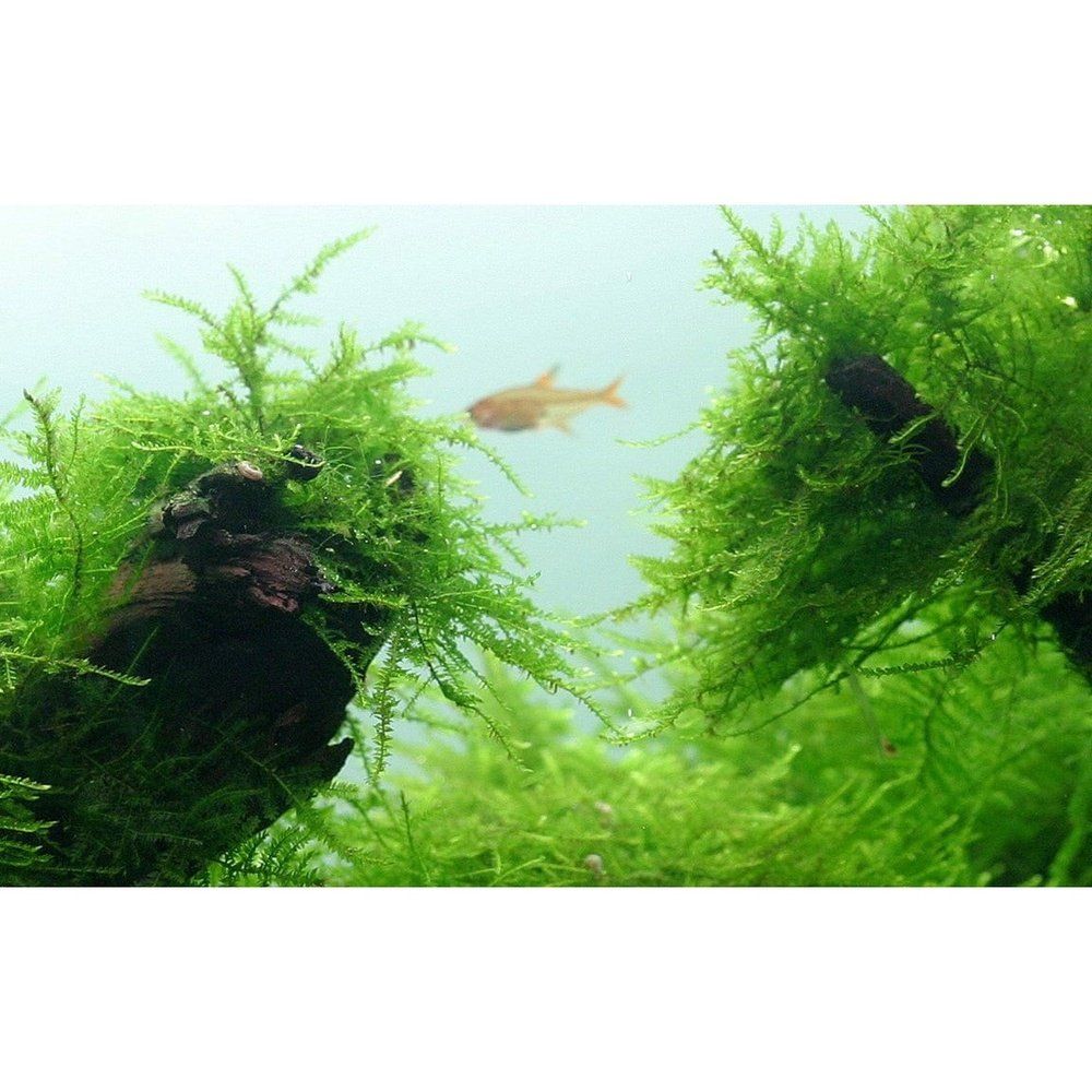 Természetes akváriumi moha, Tropica, Taxiphyllum barbieri 1-2 növésű!, 5 cm