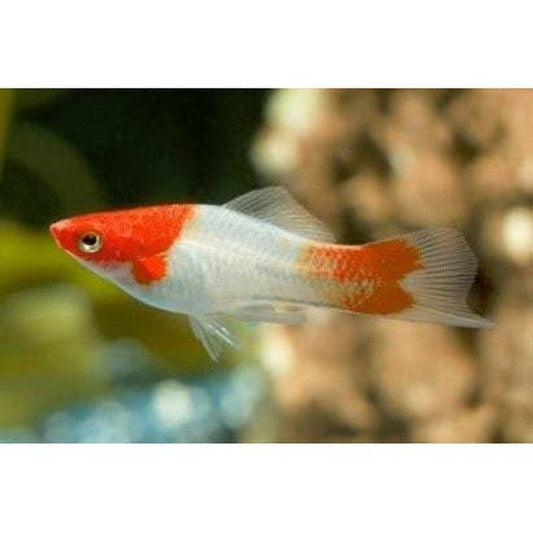 Vivipar hal, Xiphophorus helleri kohaku 4-5 cm