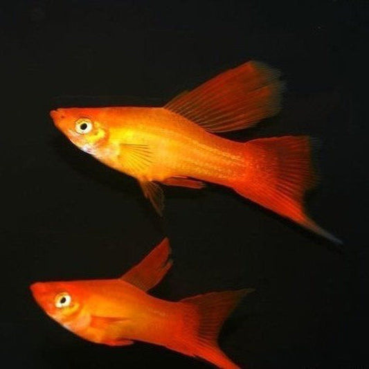 Peste vivipar, Xiphophorus helleri Xipho Red Hi- fin