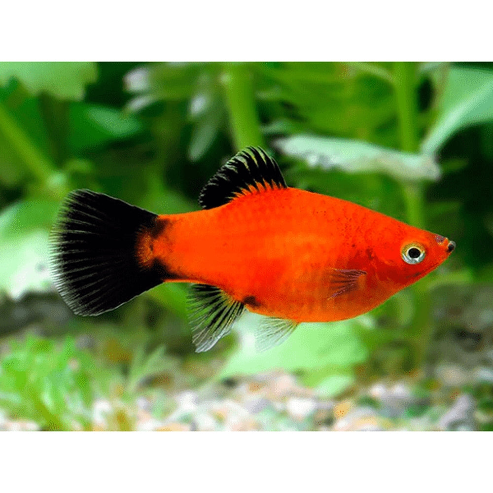 Vivipar hal, Xiphophorus maculatus (platy)