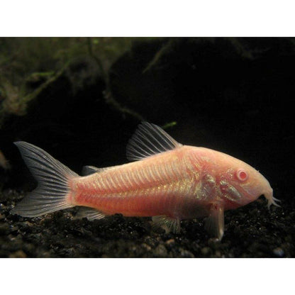 Pește sanitar, Corydoras aeneus albino, 2,5-3 cm