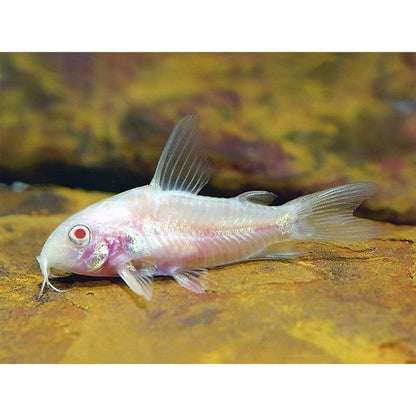 Takarítóhal, Corydoras aeneus albínó, 2,5-3 cm