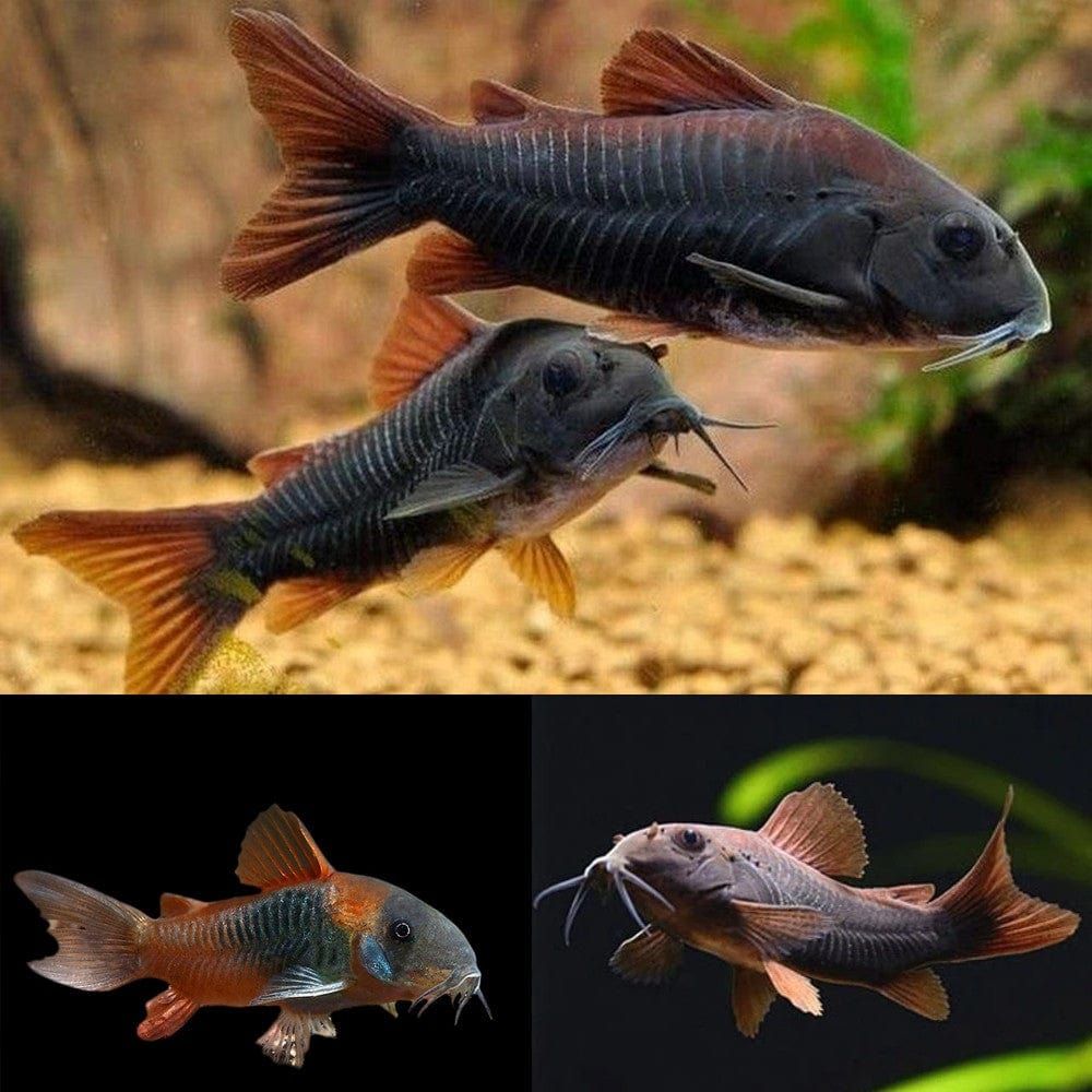 Egészségügyi hal, Corydoras Black Venezuela 1,5 - 2 cm