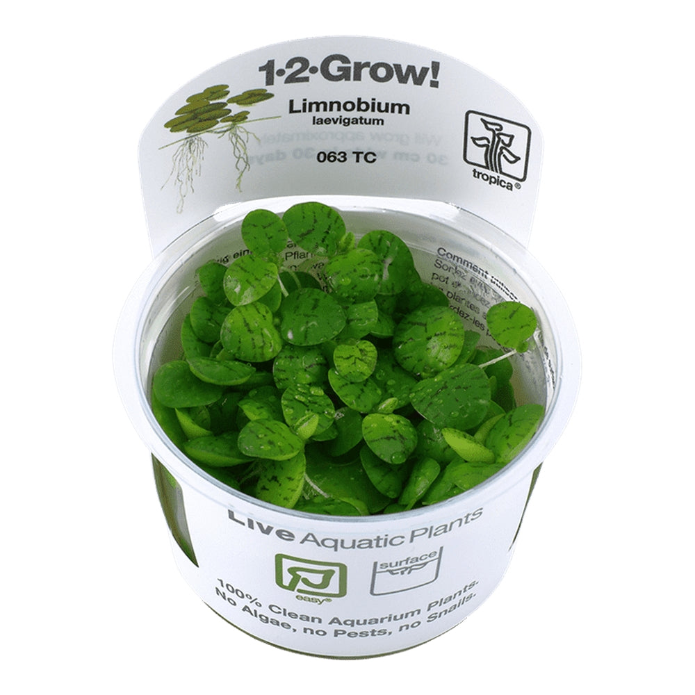 Természetes akváriumi növény, Tropica, Limnobium Laevigatum 1-2-Grow!, 5 cm