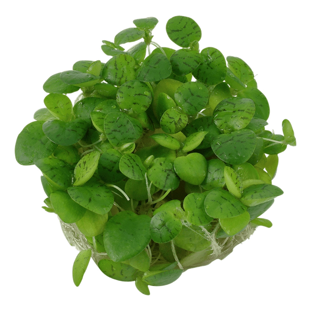 Természetes akváriumi növény, Tropica, Limnobium Laevigatum 1-2-Grow!, 5 cm