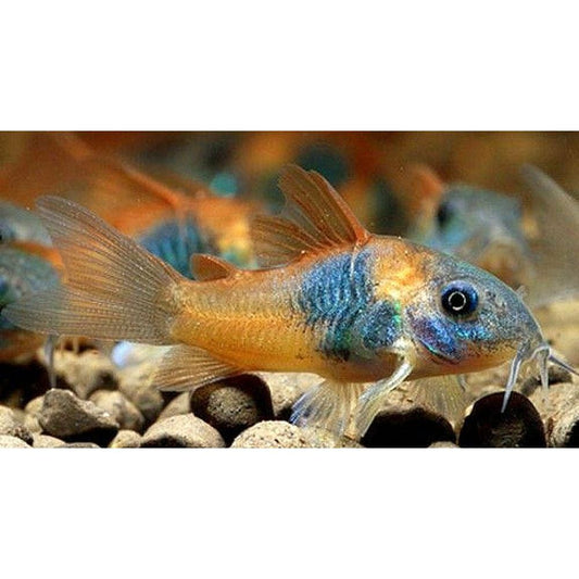 Egészségügyi hal, Corydoras Orange Venezuela