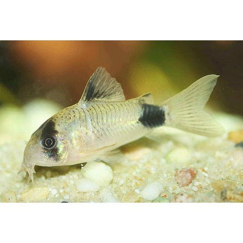 Egészségügyi hal, Corydoras panda, hosszú uszony, 3 cm