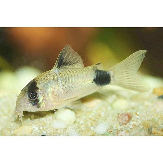 Egészségügyi hal, Corydoras panda, hosszú uszony, 3 cm