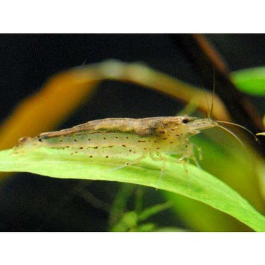 Caridina japonica (crevetele Amano)