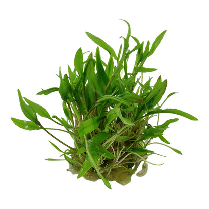 Planta naturala de acvariu, Tropica, Cryptocoryne wendtii Green Tropica 1-2-Grow!, 5 cm