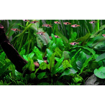 Természetes akváriumi növény, Tropica, Cryptocoryne wendtii 'Green' Tropica 1-2-Grow!, 5 cm