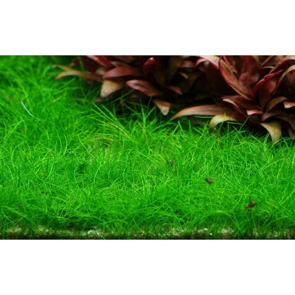 Természetes akváriumi növény, Tropica, Eleocharis pusilla 1-2-Grow!, 5 cm