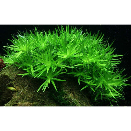 Természetes akváriumi növény, Tropica, Heteranthera zosterifolia 1-2-Grow!, 5 cm