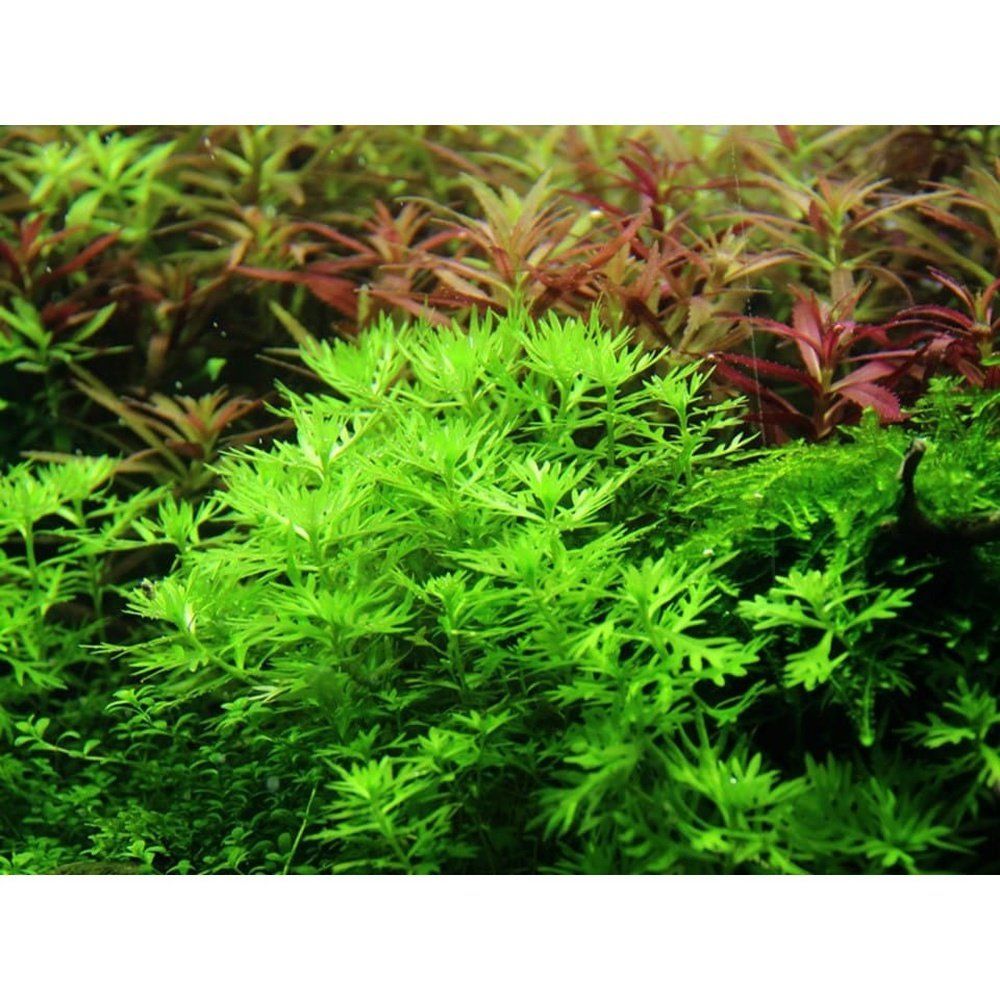 Természetes akváriumi növény, Tropica, Hottonia palustris 1-2-Grow!, 5 cm