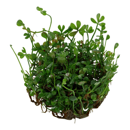 Természetes akváriumi növény, Tropica, Marsilea minuta 1-2-Grow!, 5 cm