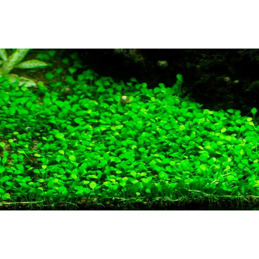 Természetes akváriumi növény, Tropica, Marsilea minuta 1-2-Grow!, 5 cm