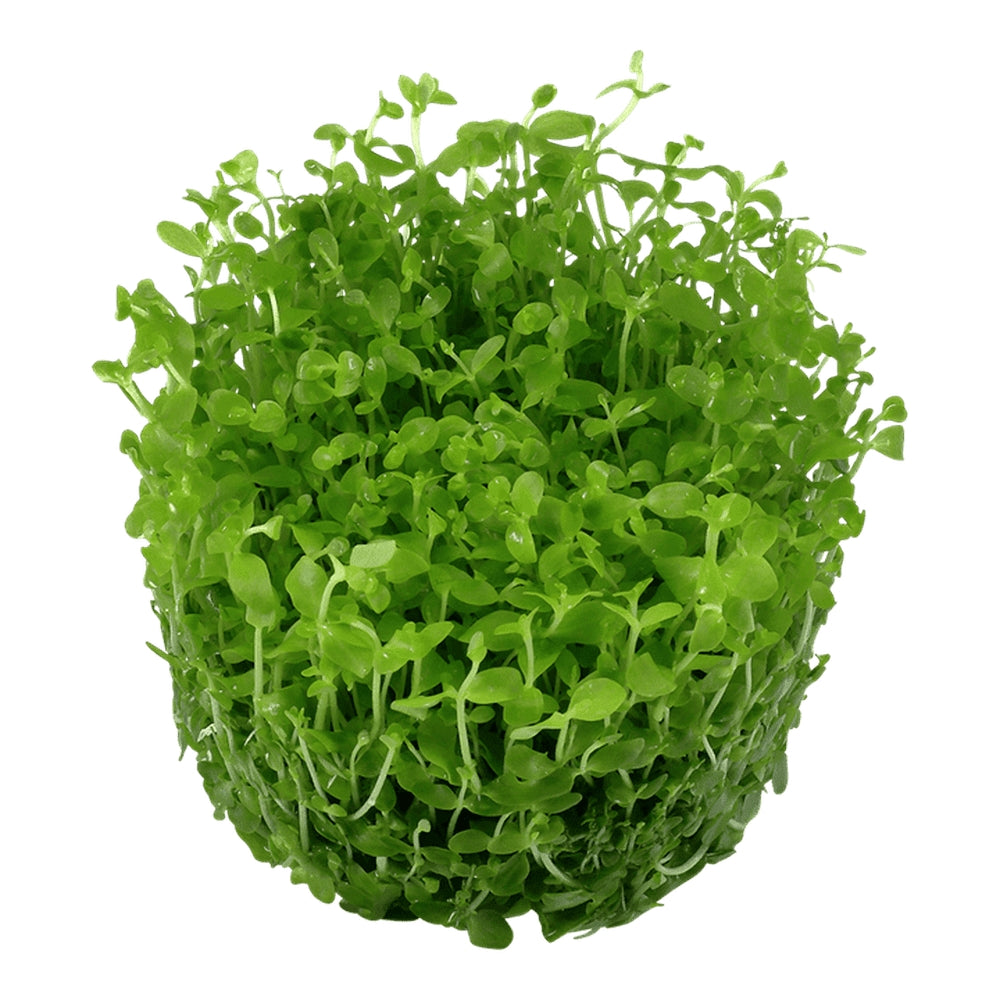 Természetes akváriumi növény, Tropica, Micranthemum tweediei 'Monte Carlo' 1-2-Grow!, 5 cm