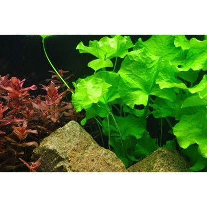 Természetes akváriumi növény, Tropica, Nymphoides hydrophylla 'Taiwan 1-2-Grow!, 5 cm