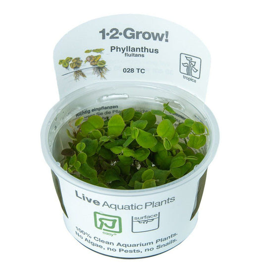 Természetes akváriumi növény, Tropica, Phyllanthus fluitans 1-2-Grow!, 5 cm