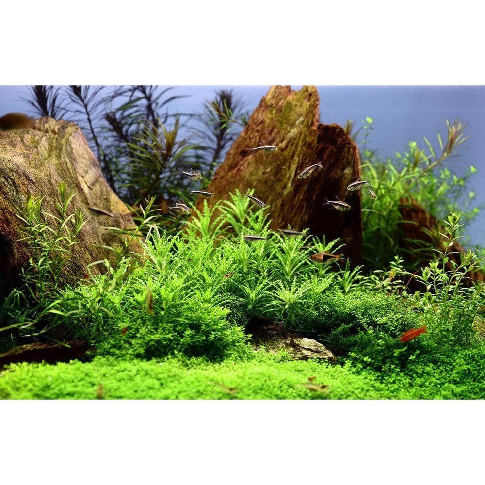 Planta naturala de acvariu, Tropica, Pogostemon helferi 1-2-Grow!, 5 cm