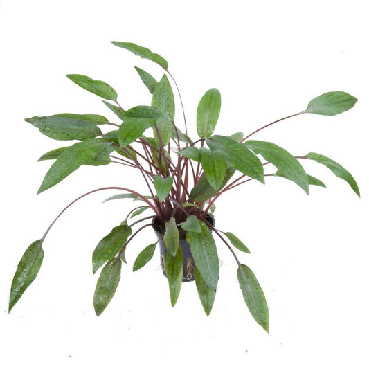 Planta naturala de acvariu, Tropica Cryptocoryne beckettii Petchii, blister, 20 cm