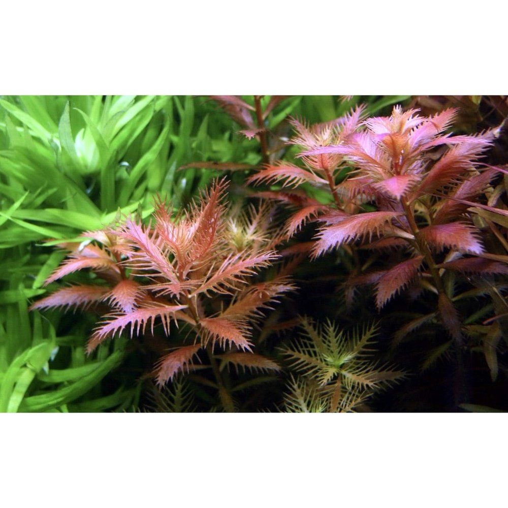 Planta naturala de acvariu, Tropica, Proserpinaca palustris Cuba 1-2-Grow!, 5 cm