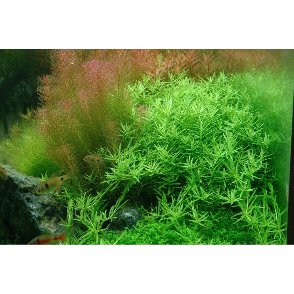 Természetes akváriumi növény, Tropica, Rotala rotundifolia,