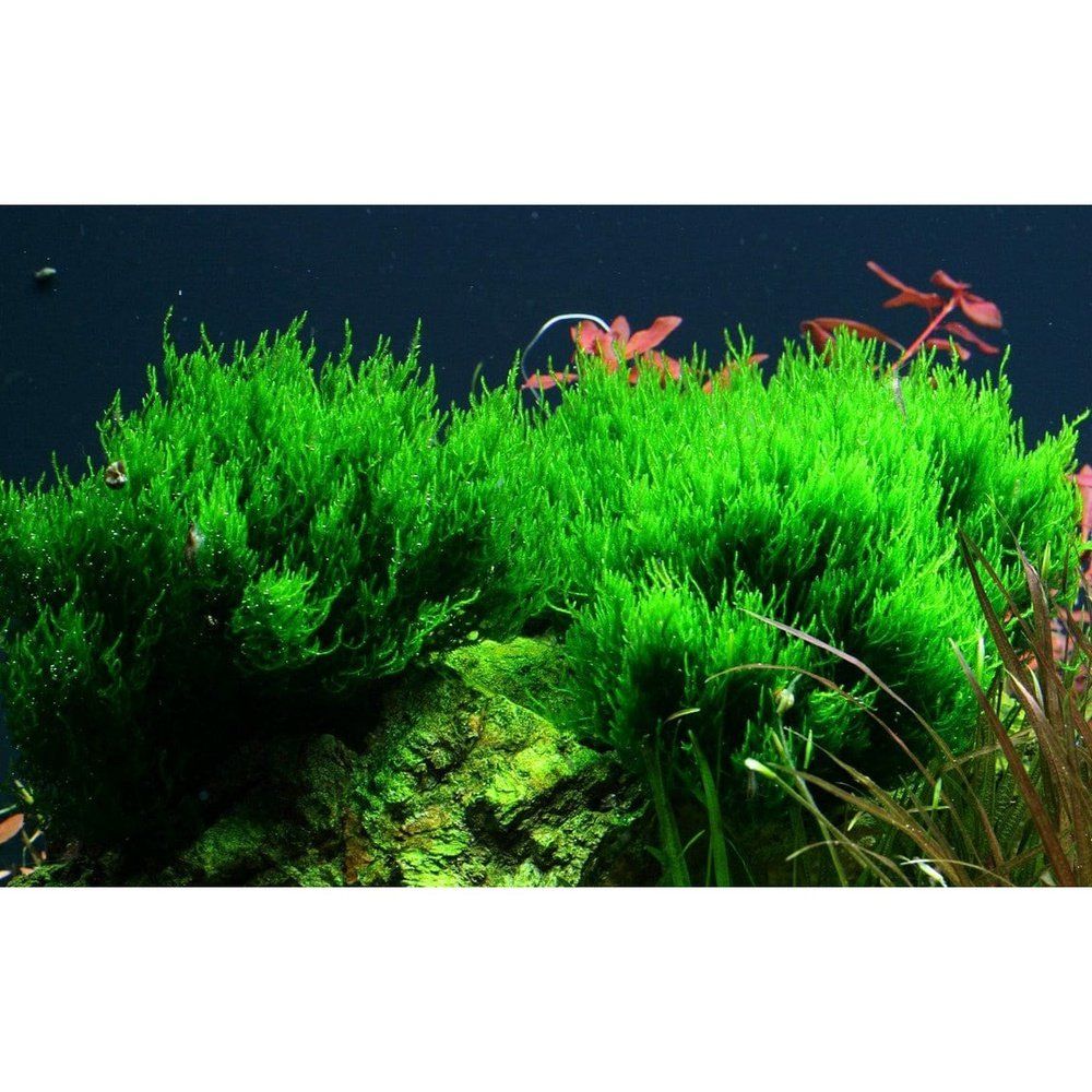 Természetes akváriumi moha, Tropica, Taxiphyllum 'Flame' 1-2 növésű!, 5 cm
