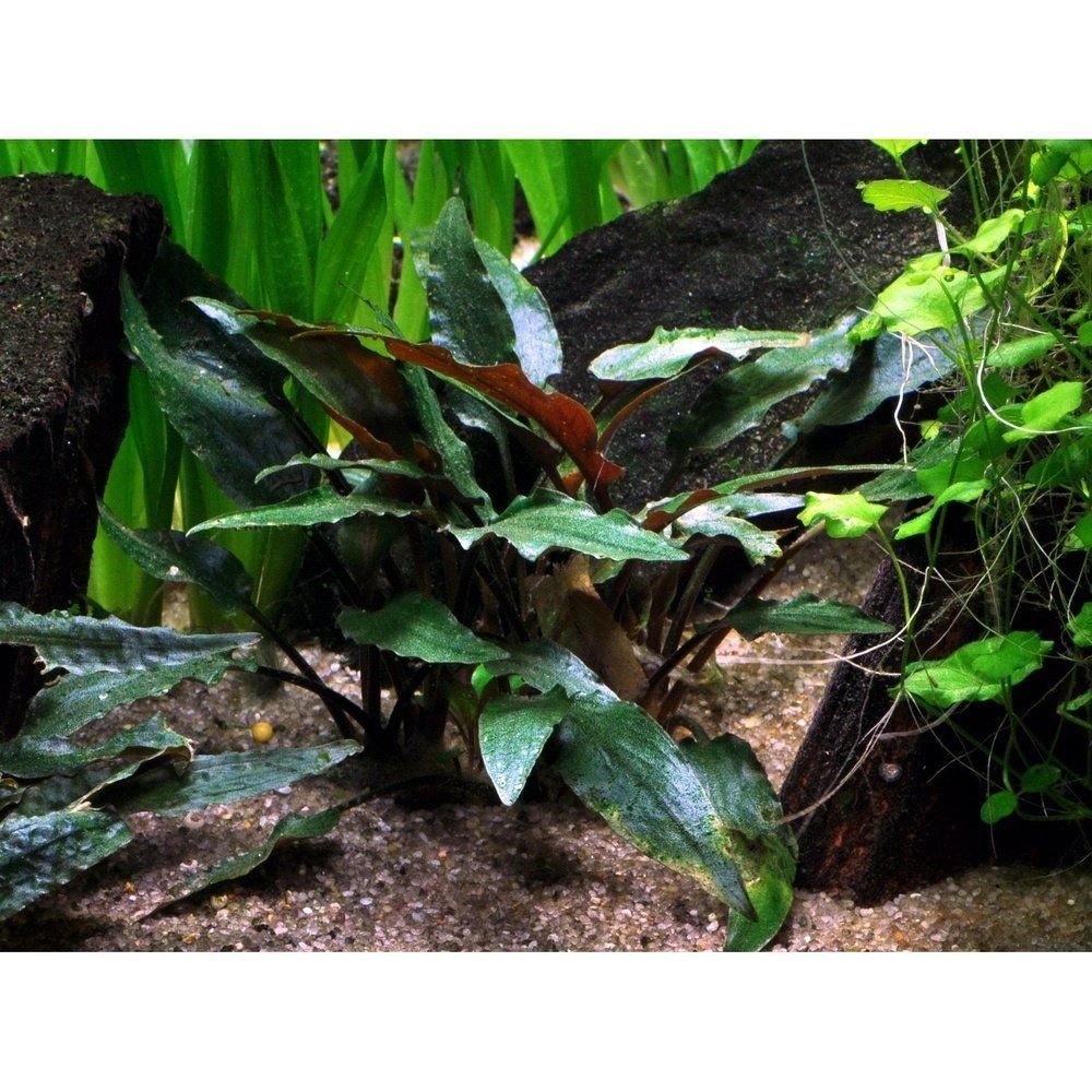 Planta naturala de acvariu, Tropica Cryptocoryne beckettii Petchii, blister, 20 cm