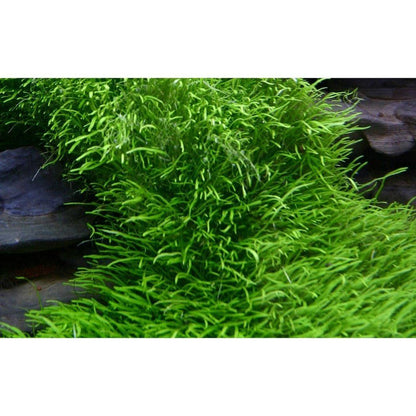 Planta naturala de acvariu, Tropica, Utricularia graminifolia 1-2-grow!, 5 cm