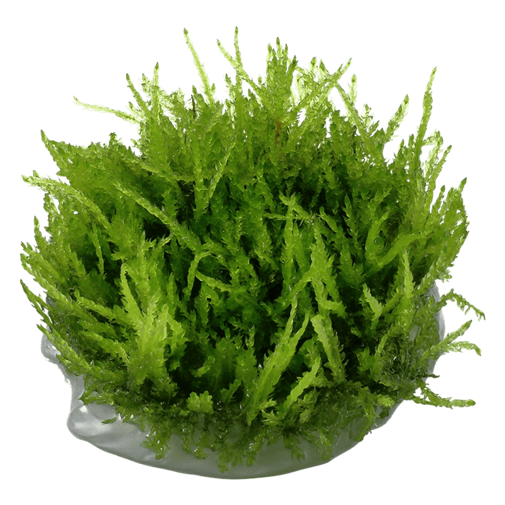 Muschi natural pentru acvariu, Tropica, Vesicularia ferriei 'Weeping' 1-2-grow!, 5 cm