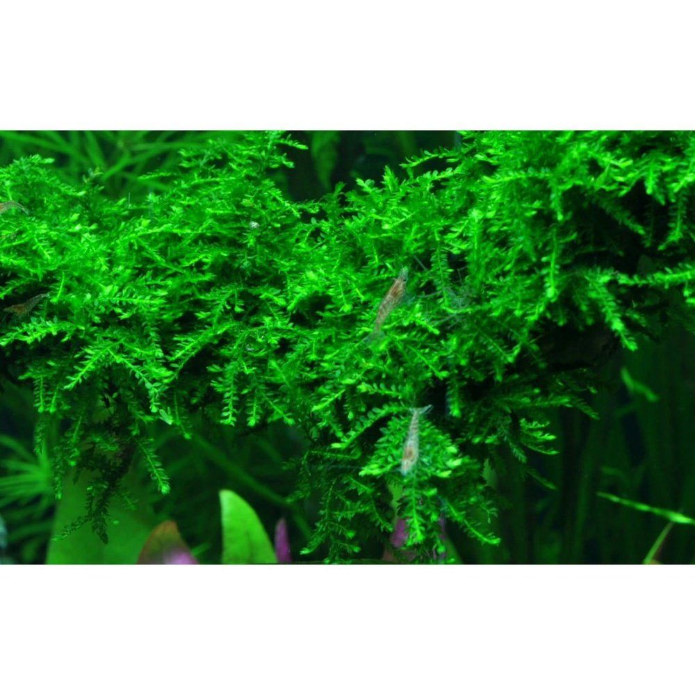 Természetes akváriumi moha, Tropica, Vesicularia ferriei 'Weeping' 1-2 növésű!, 5 cm