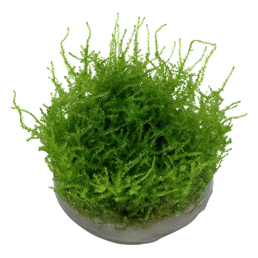 Mușchi natural pentru acvariu, Tropica,Vesicularia montagnei 'Christmas' 1-2-grow!, 5 cm