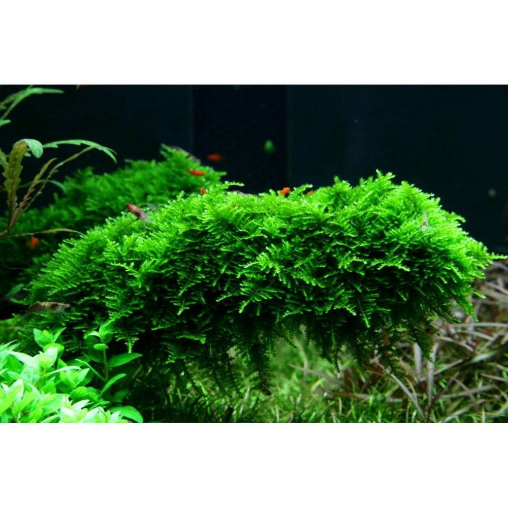 Természetes akváriumi moha, Tropica, Vesicularia montagnei 'Christmas' 1-2 növésű!, 5 cm