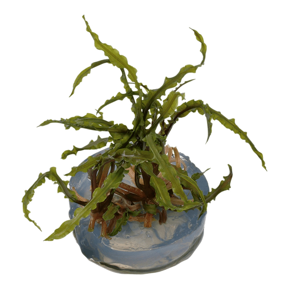 Természetes akváriumi növény, Tropica, Cryptocoryne crispatula 1-2-Grow!, 5 cm