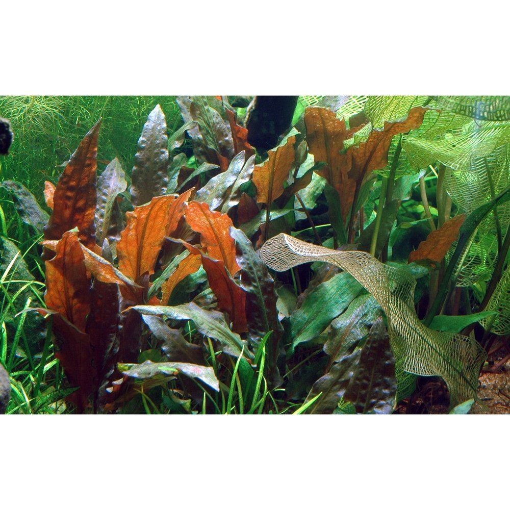 Természetes akváriumi növény, Tropica, Cryptocoryne wendtii 'Mi Oya' 1-2-Grow!, 5 cm