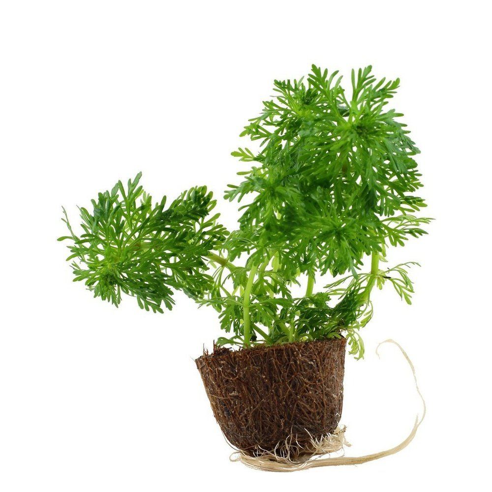 Plantă naturală de acvariu, Tropica, Limnophila sessiliflora mini, blister, 20 cm