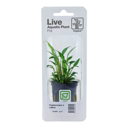 Planta naturala de acvariu, Tropica, Cryptocoryne x willisii, blister, 20 cm