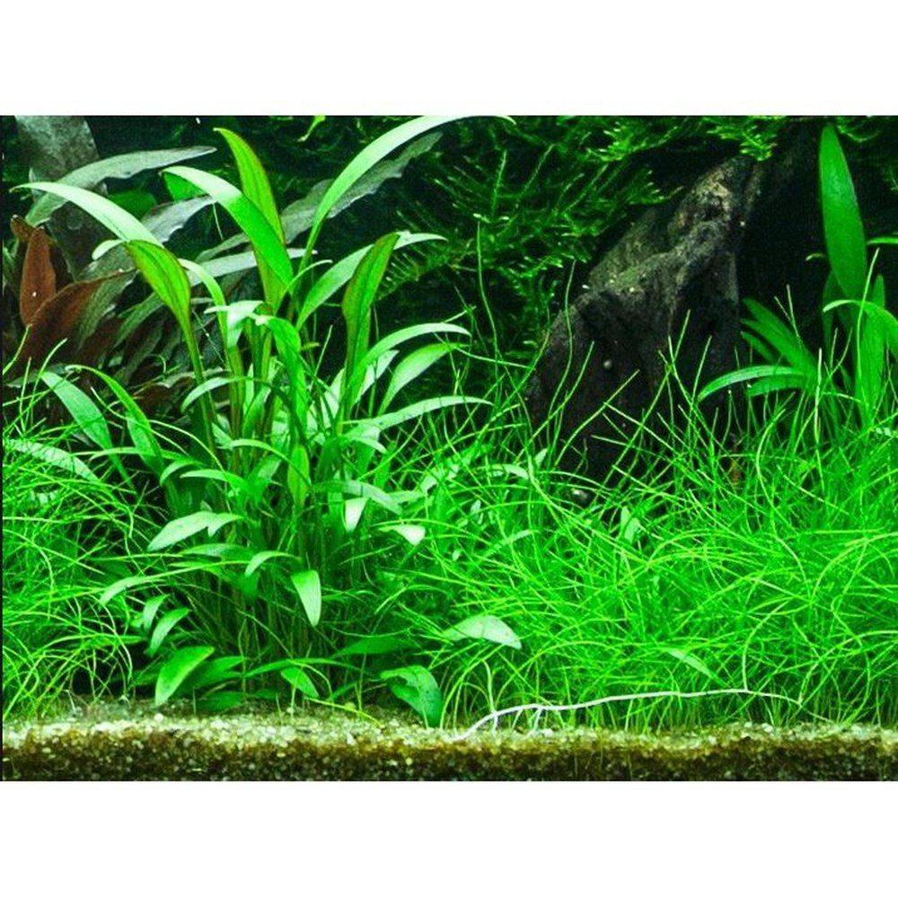 Természetes akváriumi növény, Tropica, Cryptocoryne x willisii, blister, 20 cm