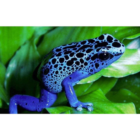 Dendrobates azureus: Mérges béka azúrkék színben