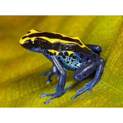 Dendrobates tinctorius: Sokszínű mérgező béka