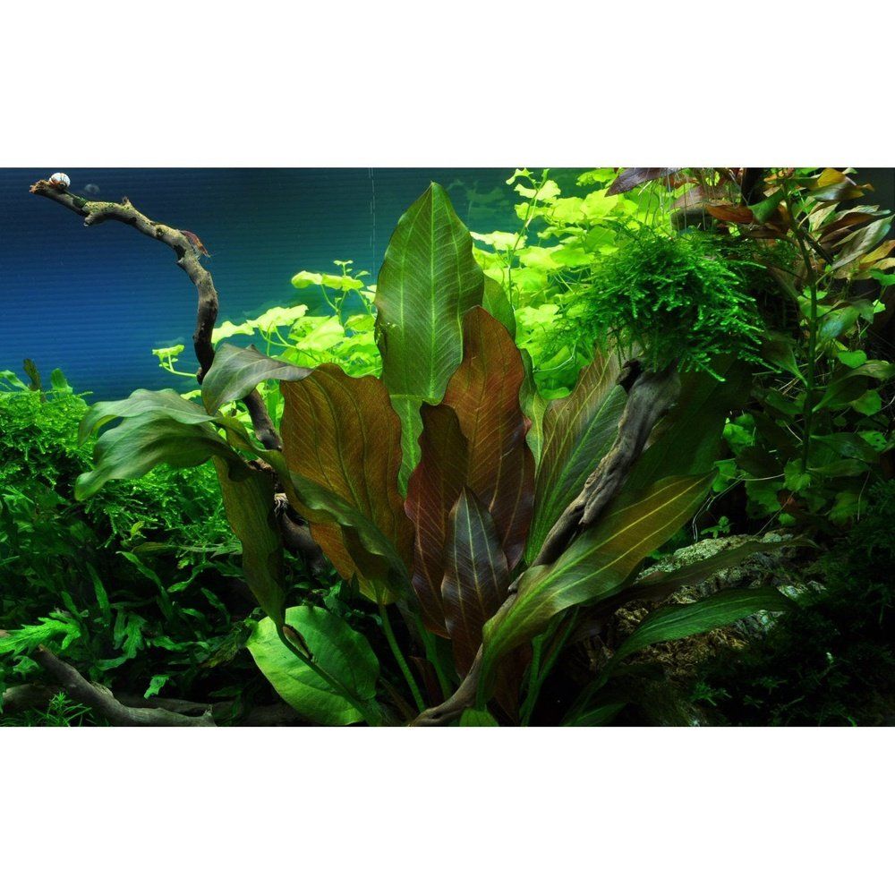 Planta naturala de acvariu, Tropica, Echinodorus Reni, blister, 20 cm