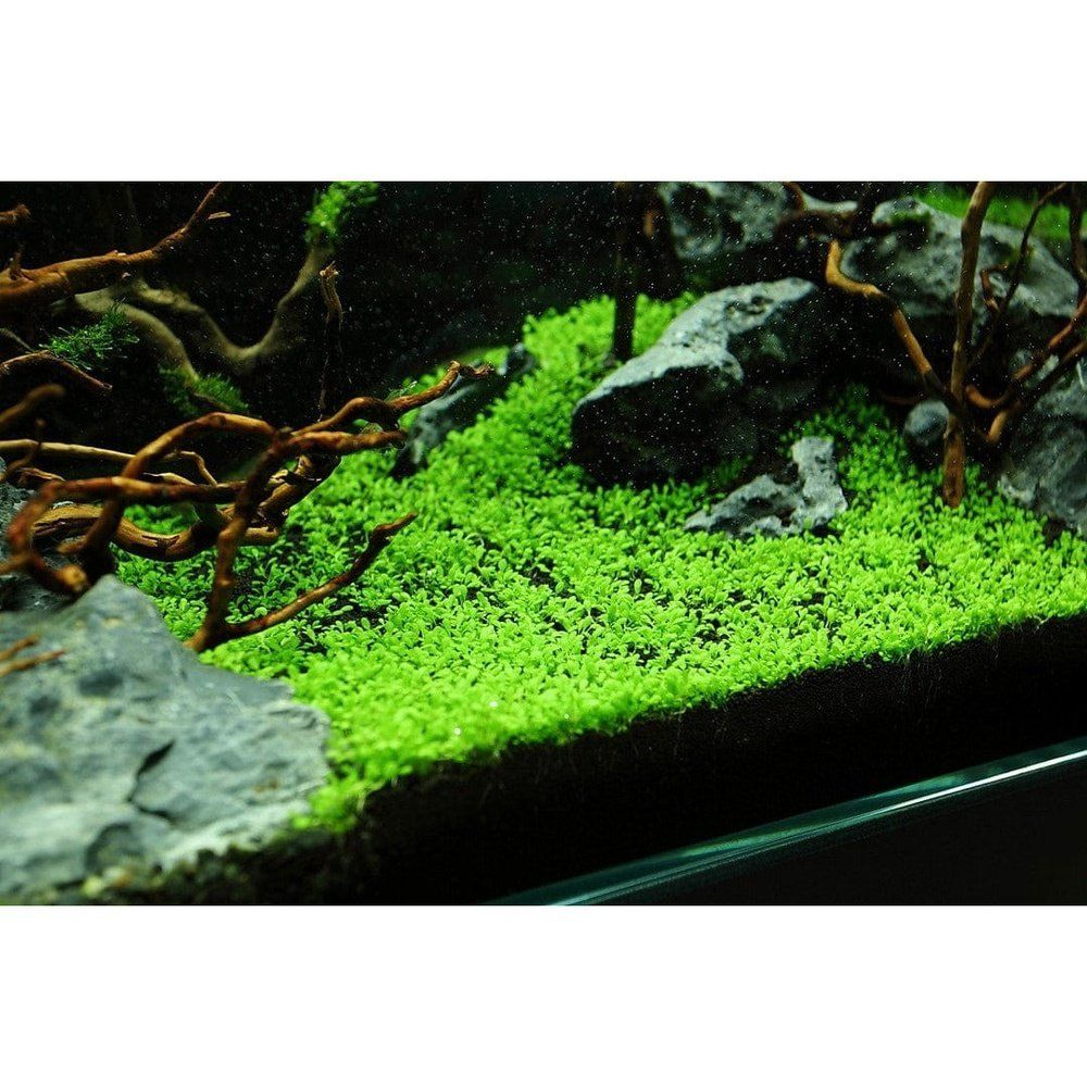 Természetes akváriumi növény, Tropica, Elatine hydropiper 1-2-Grow!, 5 cm