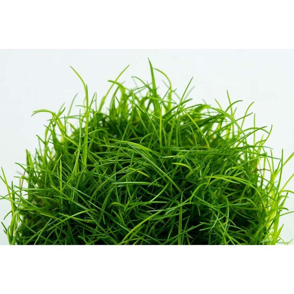 Planta naturala de acvariu, Tropica, Eleocharis acicularis 1-2-Grow!, 5 cm