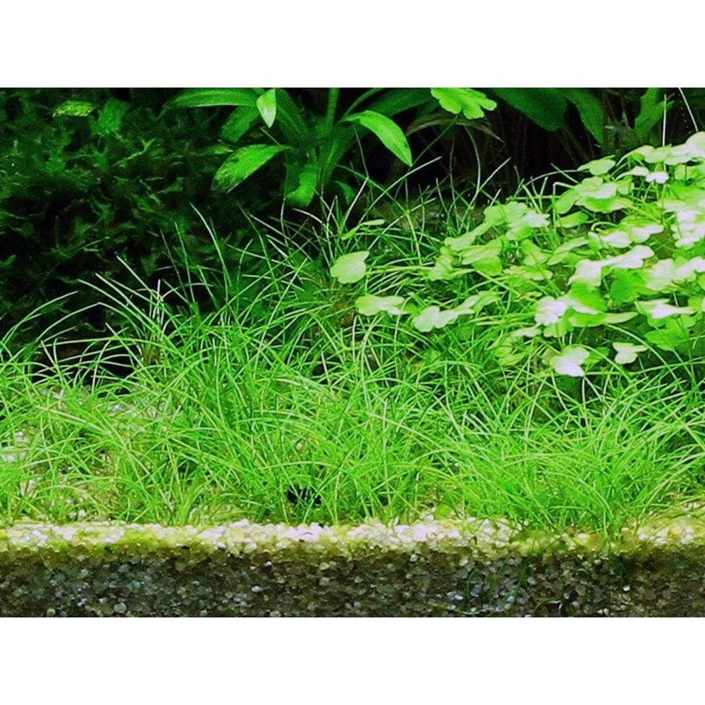 Természetes akváriumi növény, Tropica, Eleocharis acicularis 1-2-Grow!, 5 cm