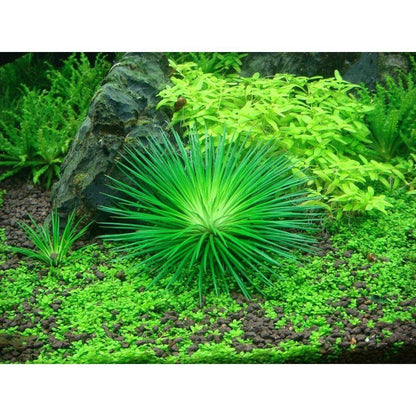 Természetes akváriumi növény, Tropica, Eriocaulon cinereum 1-2-Grow!, 5cm