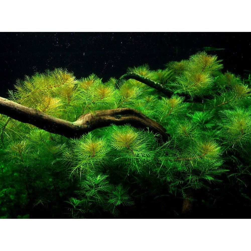 Természetes akváriumi növény, Tropica, Myriophyllum mattogrossense 1-2-Grow!, 5 cm