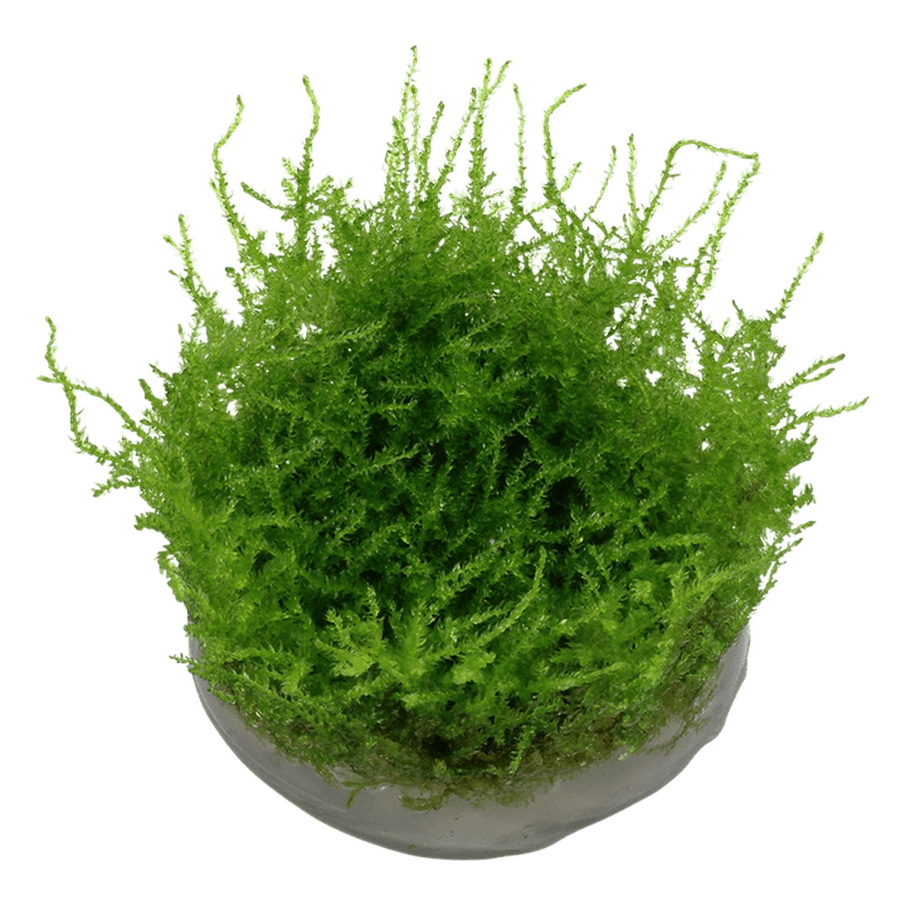 Természetes akváriumi moha, Tropica, Vesicularia montagnei 'Christmas' 1-2 növésű!, 5 cm
